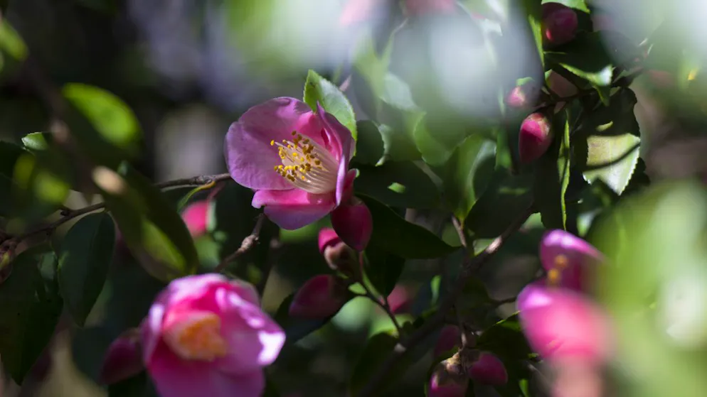 Mit der Kamelienschau in Locarno beginnt der Frühling - Gallery. Im verträumten Parco delle Camelie in Locarno laden die verschlungenen Wege zum Flanieren ein. (Archivbild)