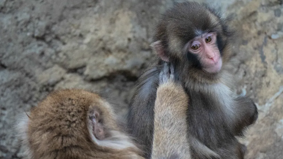 Vom Aussenseiter zum Glückspilz. Äffchen Punch findet endlich eine echte Freundin
