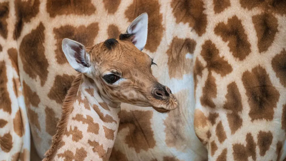 Le petit girafon né le 11 mars s'appelle Xahara. Il s'agit d'une femelle.