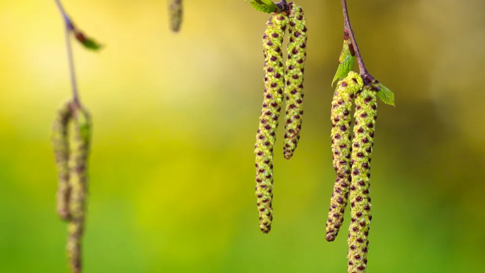 Allergy sufferers beware. Blooming birch trees indicate a strong pollen year