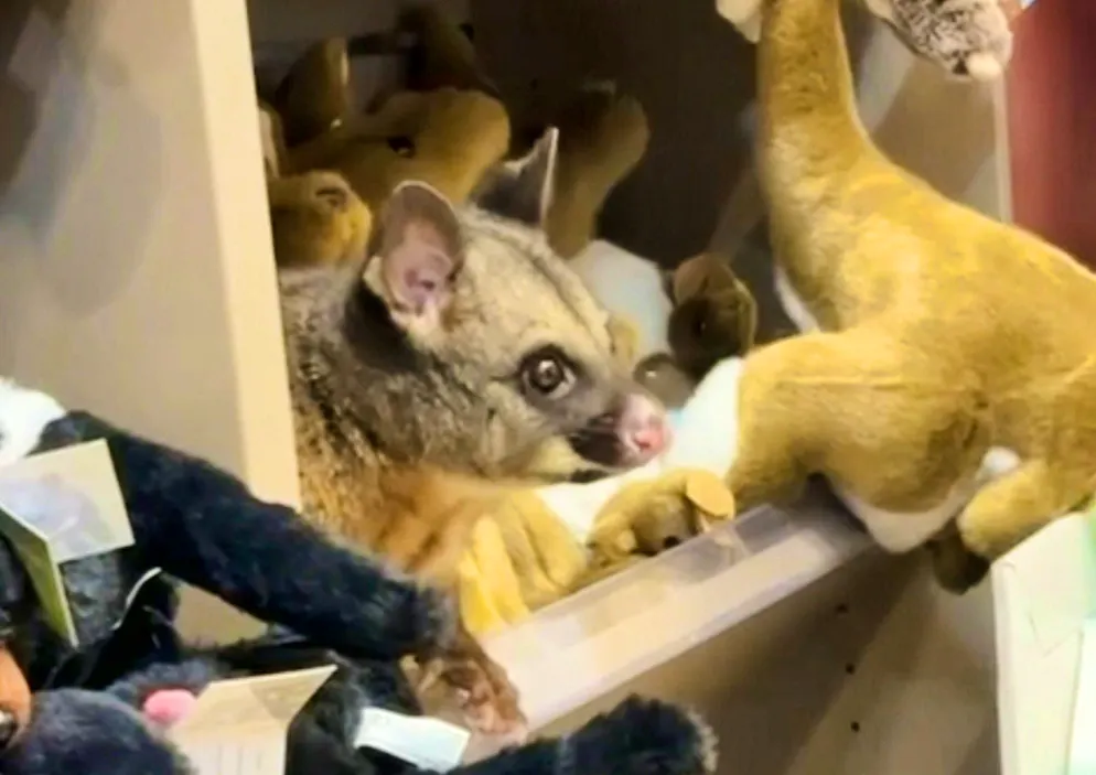 Between cuddly kangaroos, an animal guest suddenly looked towards a customer.