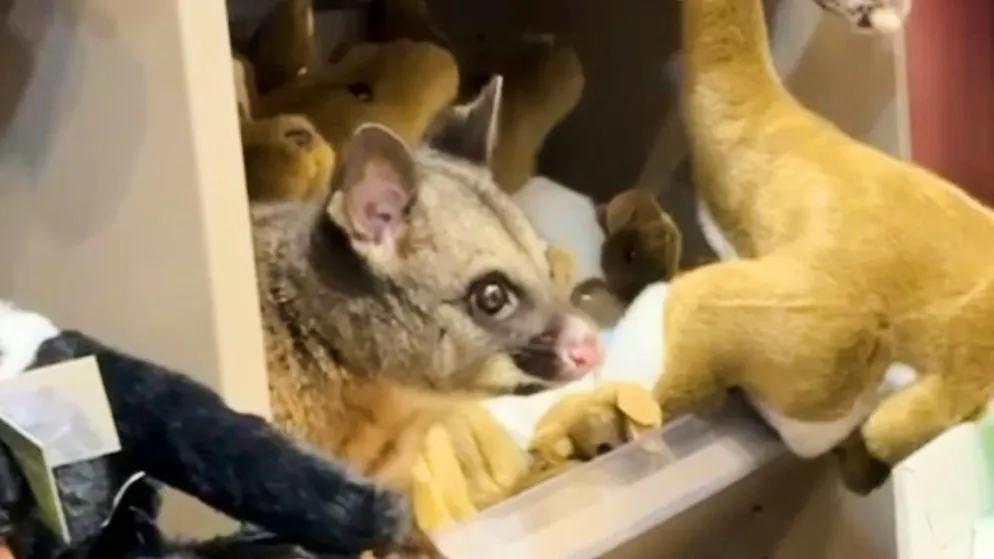 L'opossum s'était réfugié parmi les peluches d'un magasin de l'aéroport d'Hobart.