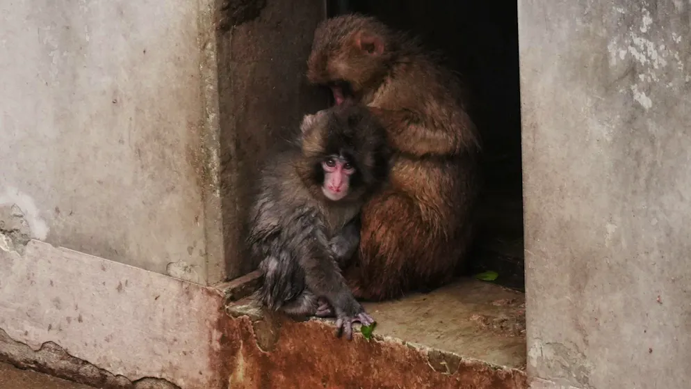 Da emarginato a fortunato. Il piccolo di macaco Punch ha trovato finalmente una vera amica