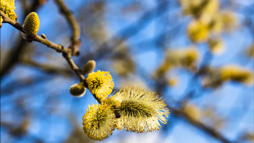1er, 19, 20 ou 21 mars ?. La date du début du printemps, une question de point de vue