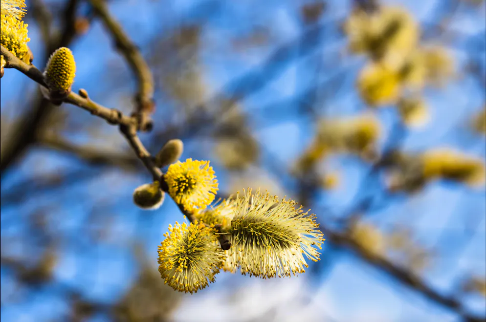 Le début du printemps est une question de perspective: pour les astronomes, le printemps commence (généralement) le 20 mars, tandis que pour les météorologues, c'est déjà le printemps depuis le 1er mars.