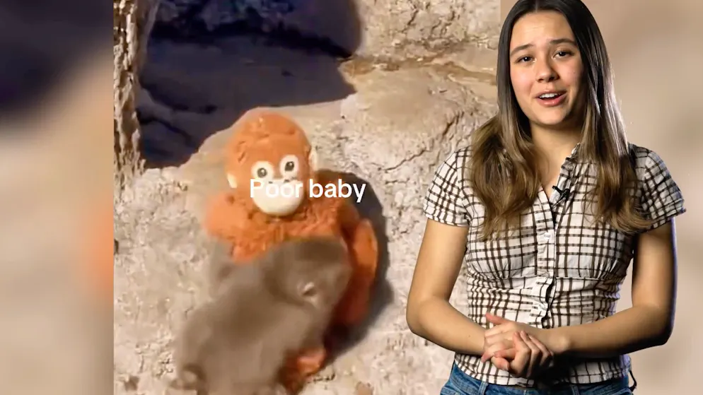 This already went viral in 2026. Brave penguin, bullied monkey: You must have seen these videos