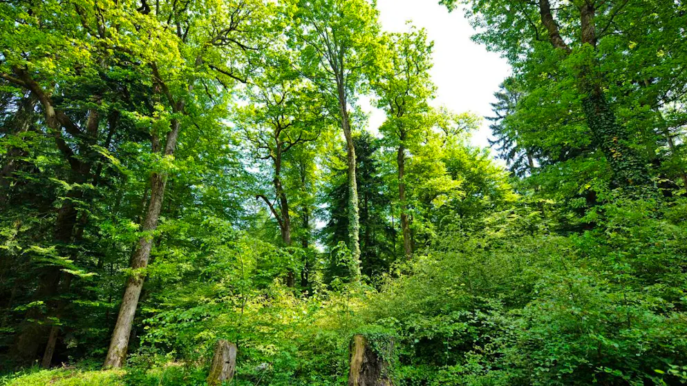 Pourtant elles n’ont jamais été aussi menacées. La loi qui a sauvé les forêts suisses fête ses 150 ans