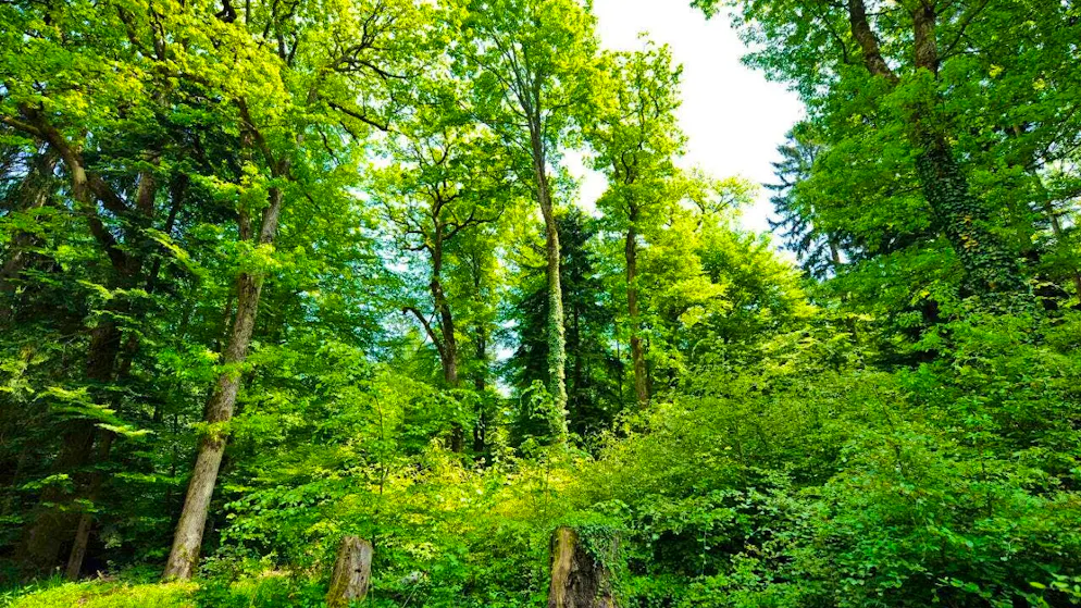 Swiss forests have been protected by federal law for 150 years, but face major challenges such as climate change. (symbolic image).