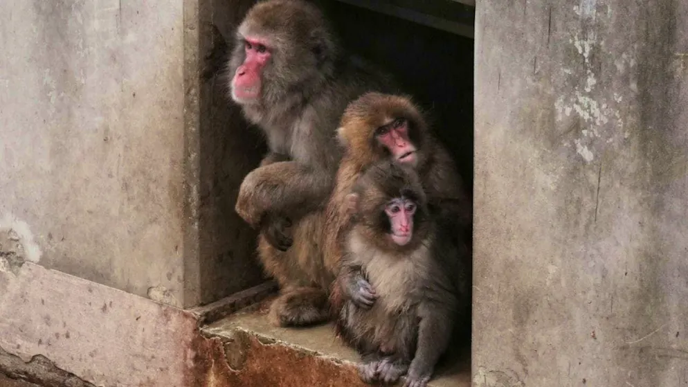 ARCHIVE - Punch (r) sits with other monkeys in the monkey playground at Ichikawa Zoo. Photo: Hiro Komae/AP/dpa