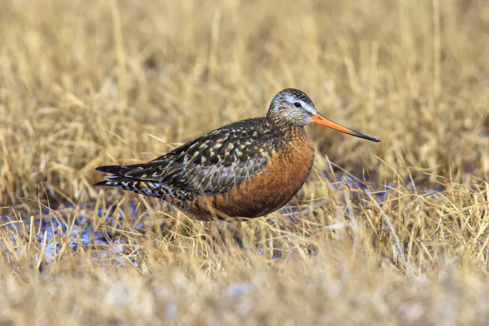 La barge hudsonienne (Limosa haemastica) fait partie des 42 espèces qui pourraient faire l'objet d'une protection internationale à l'issue de la réunion de la Convention sur la conservation des espèces migratrices (CMS) de l'ONU, qui débute lundi au Brésil.