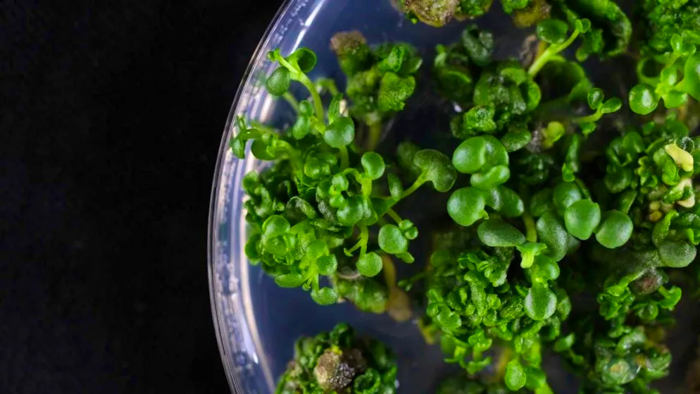 Researchers have unraveled a secret of the succulent "Kalanchoe laxiflora" that could also make crops more resistant in the future.