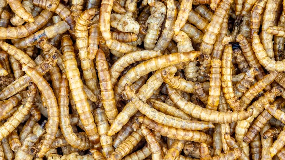 Impatto climatico. Larve al posto della carne: ma quanto inquina davvero la «super larva»?