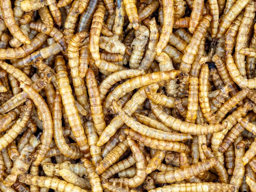Le larve della mosca soldato nera al lavoro.