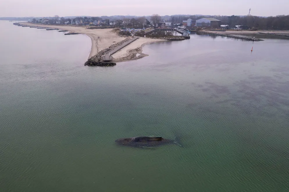 L'animale si è arenato vicino alla spiaggia di Timmerdorfer, in Germania