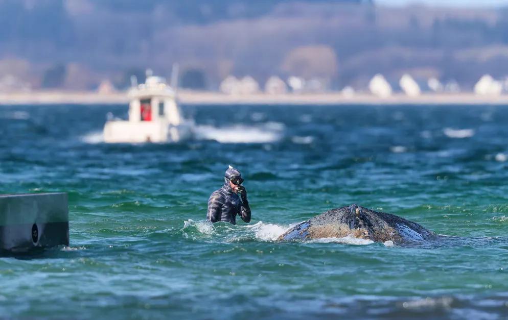 Buckelwal in Ostsee gestrandet – Experte sieht kaum Überlebenschance | blue News