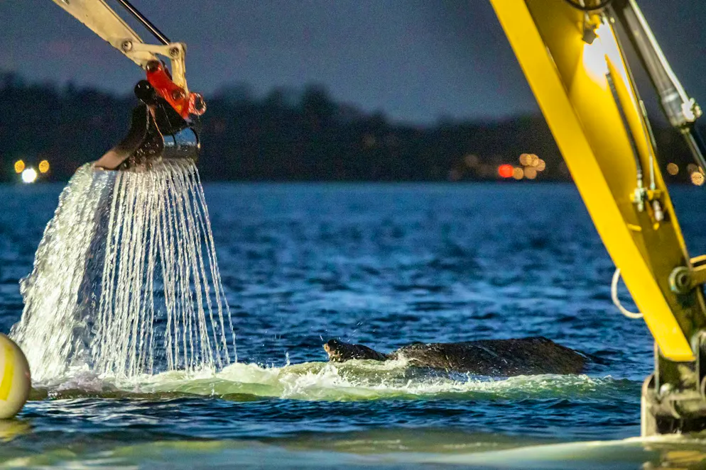 A channel was dug to rescue the whale.