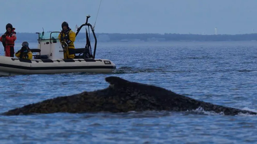 Der in der Ostsee vor Niendorf gestrandete Wal wird in der Dunkelheit seiner eigenen Wege schwimmen. Wohin bleibt unklar.