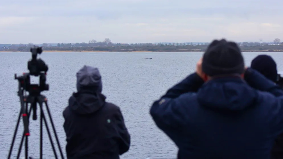 Swiss marine expert explains. Why the fate of the humpback whale in the Baltic Sea affects us so much