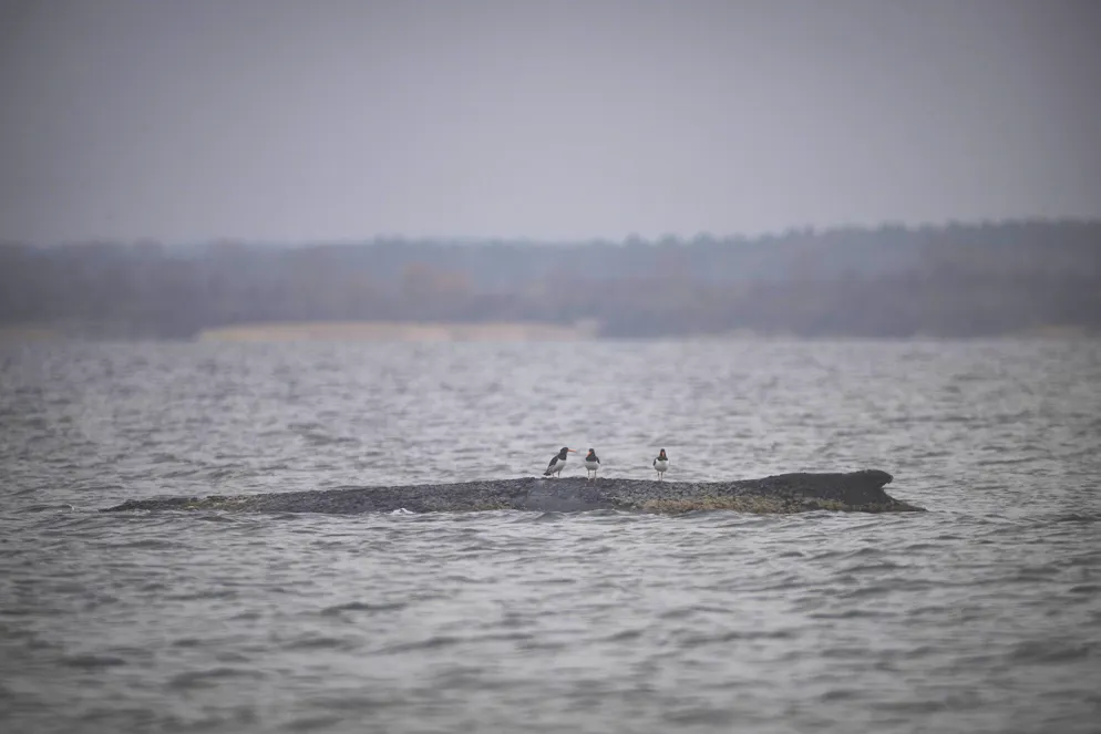 Drei Wasservögel sitzen auf dem Rücken des Wals. Nach seiner zwischenzeitlichen Befreiung von einer Sandbank liegt der Buckelwal am Morgen noch immer in der Wismarbucht.