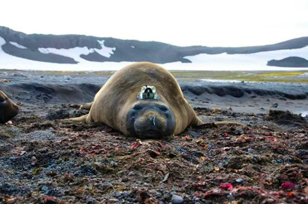 An elephant seal with a sensor. It provides valuable data when diving.