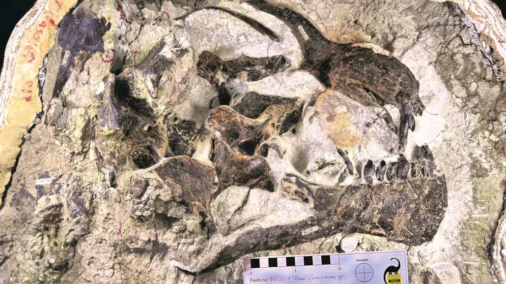 Curiosities: Swiss excavation team finds rare dinosaur skull | blue News