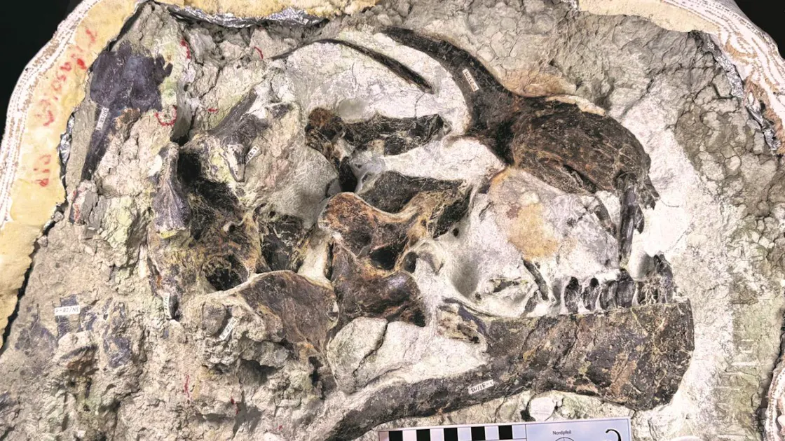 Herbivore au long cou Une équipe suisse découvre un rare crâne de — free download