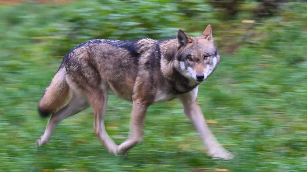 Canton urges caution. A wolf is on the loose on the left bank of Lake Zurich