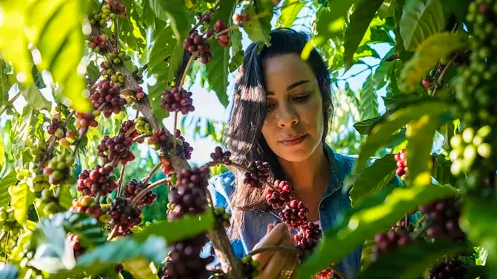 Decine di milioni di persone vivono grazie alla coltivazione e al commercio del caffè.