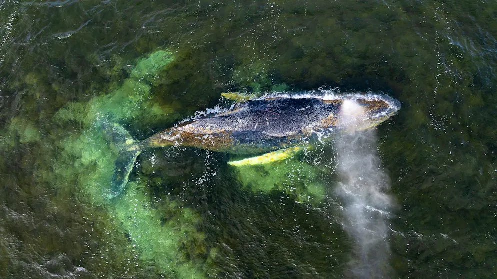 Critical condition. When the humpback whale dies, it will be turned into biodiesel