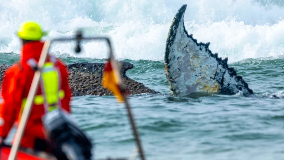 Allemagne. À peine libérée, la baleine «Timmy» s’échoue à nouveau sur un banc de sable