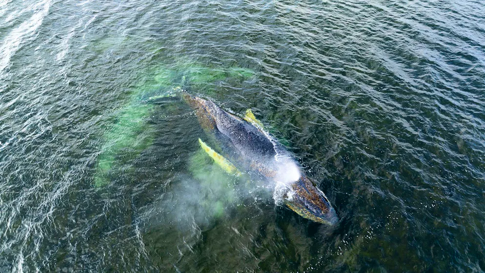 Eine Drohnenaufnahme – herausgegeben von Greenpeace – zeigt den Buckelwal am Montag in der Wismarbucht.