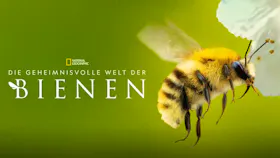 Extreme Nahaufnahme einer behaarten Honigbiene auf einer gelben Blüte. Das National Geographic Logo und das Disney+ Logo sind in den Ecken zu sehen.