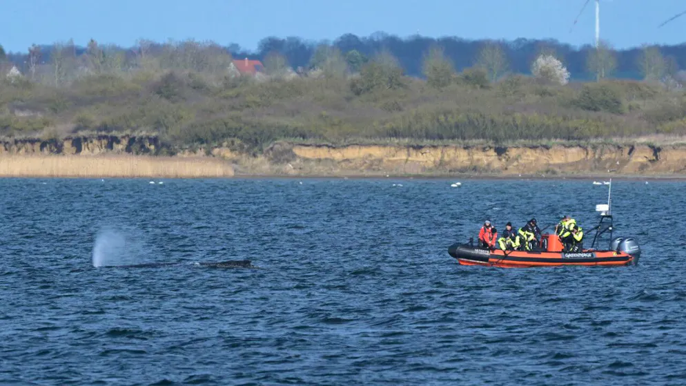 Der Buckelwal liegt am Nachmittag noch immer in der Wismarer Bucht. Foto: Stefan Sauer/dpa
