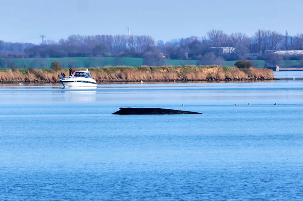 Die Rettungsversuche für den vor Wismar erneut gestrandeten Wal wurden eingestellt.