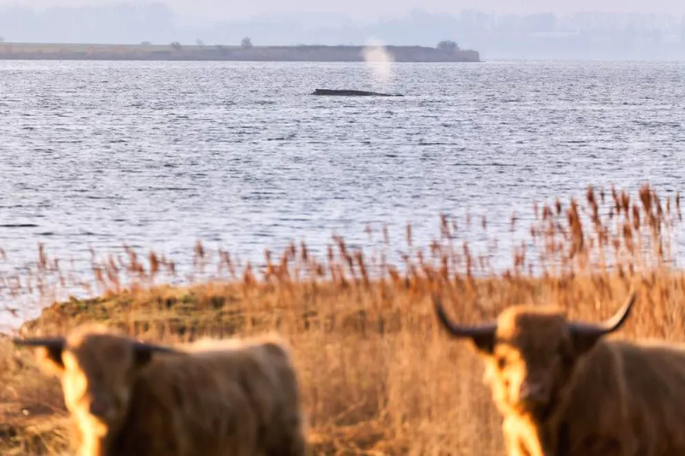 Der Wal liegt auf einer Sandbank vor der Insel Poel.
