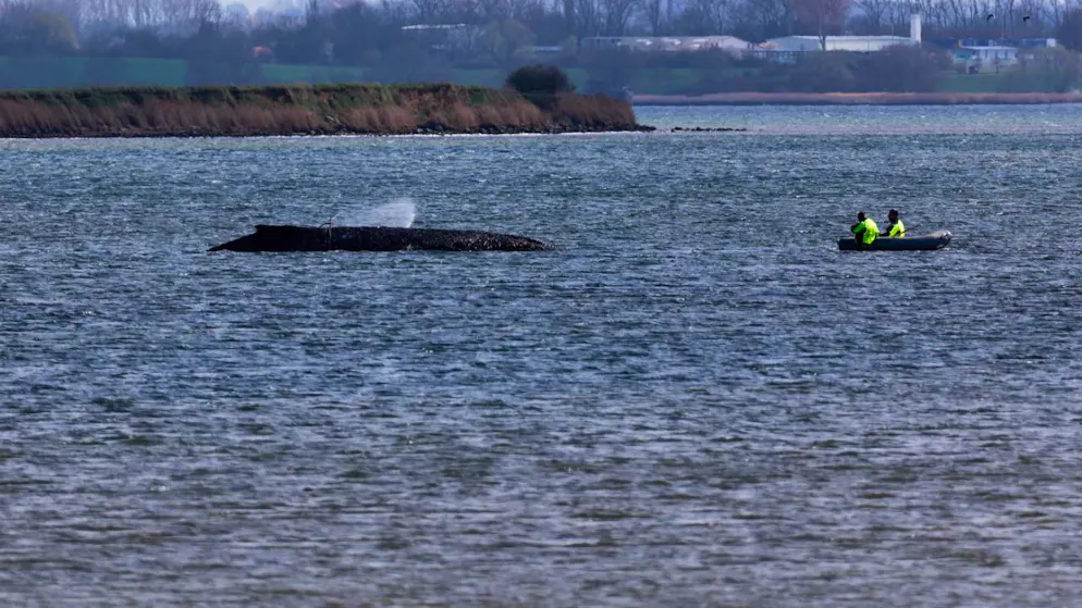 Einsatzkräfte der Feuerwehr benetzen den Rücken des Wals, der aus dem Wasser ragt. Der vor Wismar gestrandete Buckelwal ist noch am Leben. 