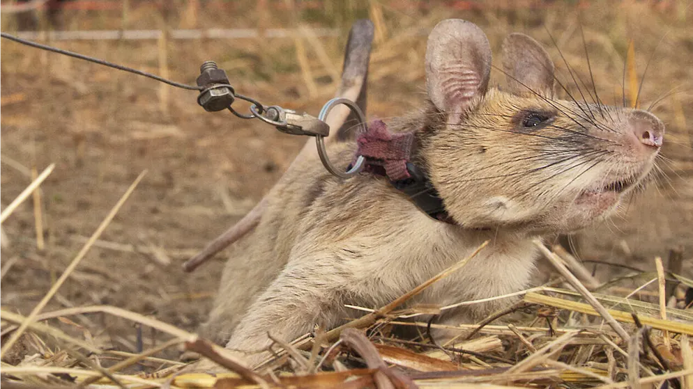 Vom Nager zur Legende. Sie tat, wovor Menschen Angst haben – jetzt bekommt diese Ratte ein Steindenkmal
