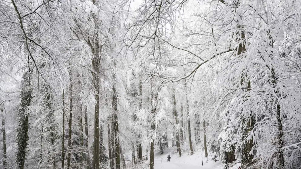 WSL erforscht Zusammenhänge. Wälder speichern im Winter bis 30 Prozent der Schneemenge