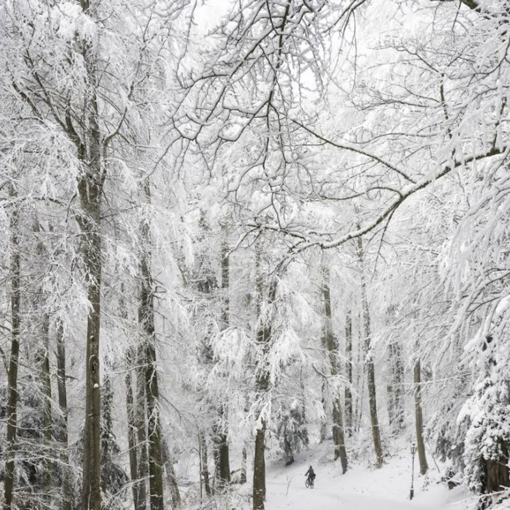 WSL erforscht Zusammenhänge. Wälder speichern im Winter bis 30 Prozent der Schneemenge
