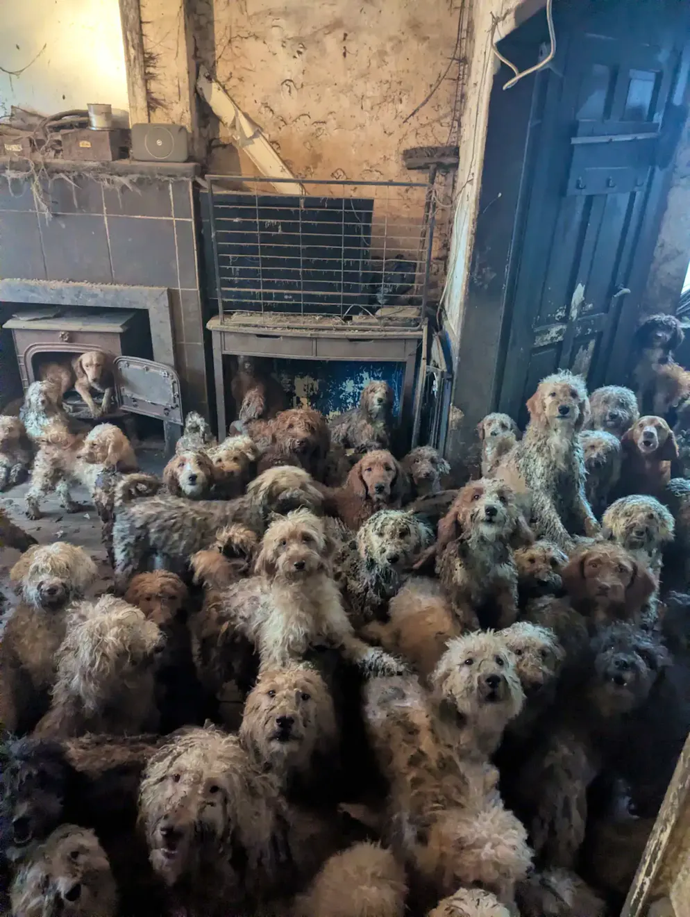 La photo des chiens «est tellement choquante que la RSPCA a été contrainte de démentir les allégations selon lesquelles elle aurait été créée par l'intelligence artificielle», a précisé l'association dans son communiqué.