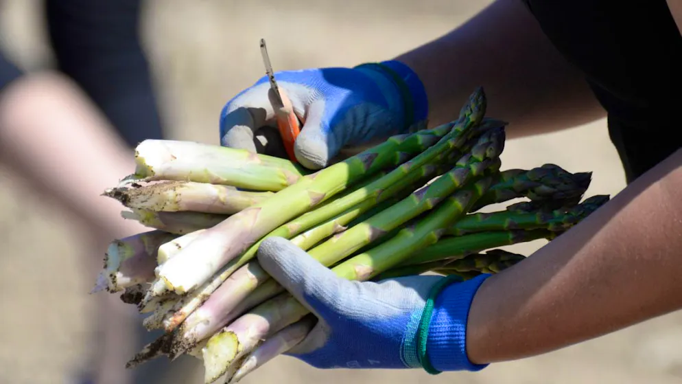 Début des récoltes. Les premières asperges suisses pointent le bout de leur nez