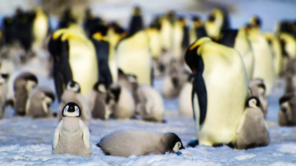 They are now "critically endangered": young and adult emperor penguins from a colony in the Antarctic.