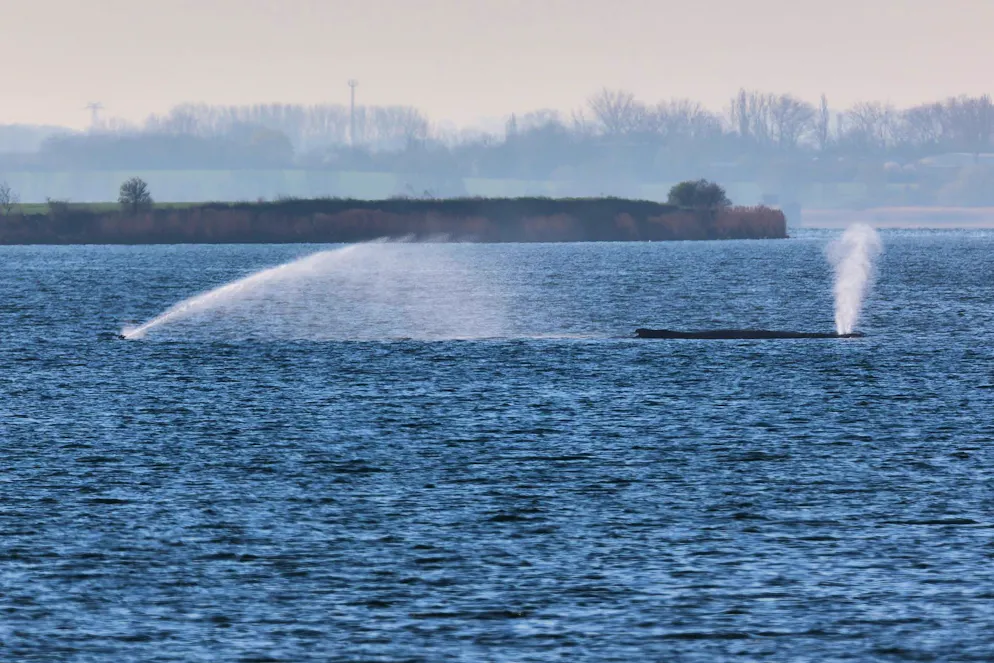 Der Wal am 11. April vor der Insel Poel. Ein Sprinkler soll die Haut des Säugers feucht halten.