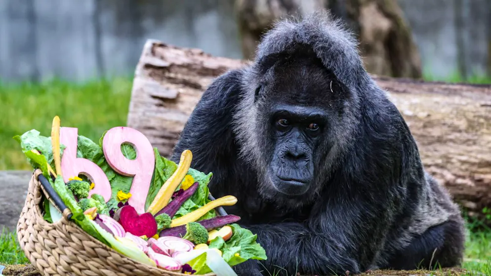 Die Gorilla-Dame Fatou kam den Angaben nach bereits 1959 in den Zoo in der deutschen Hauptstadt.
