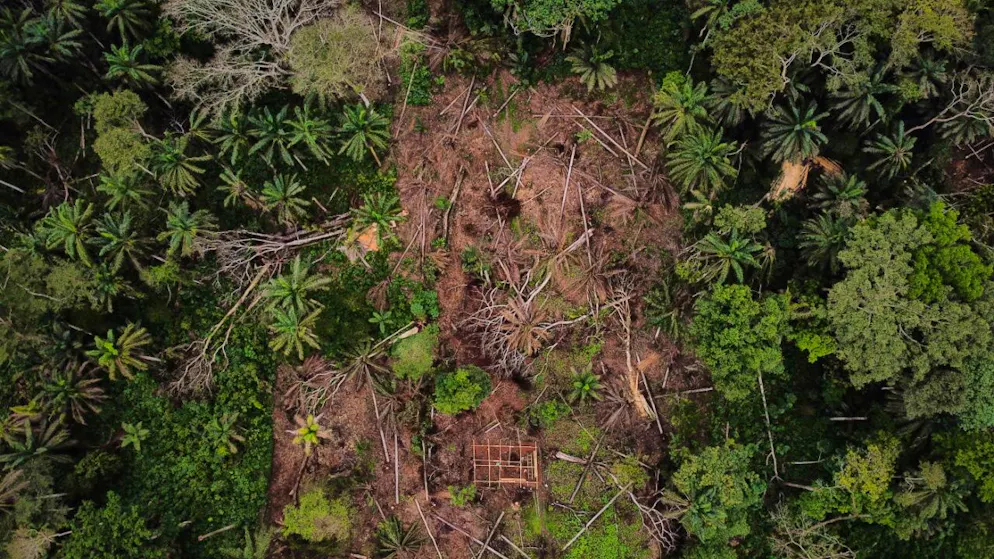 Vegetation wächst nach. Hoffnung für gerodete Regenwald-Flächen