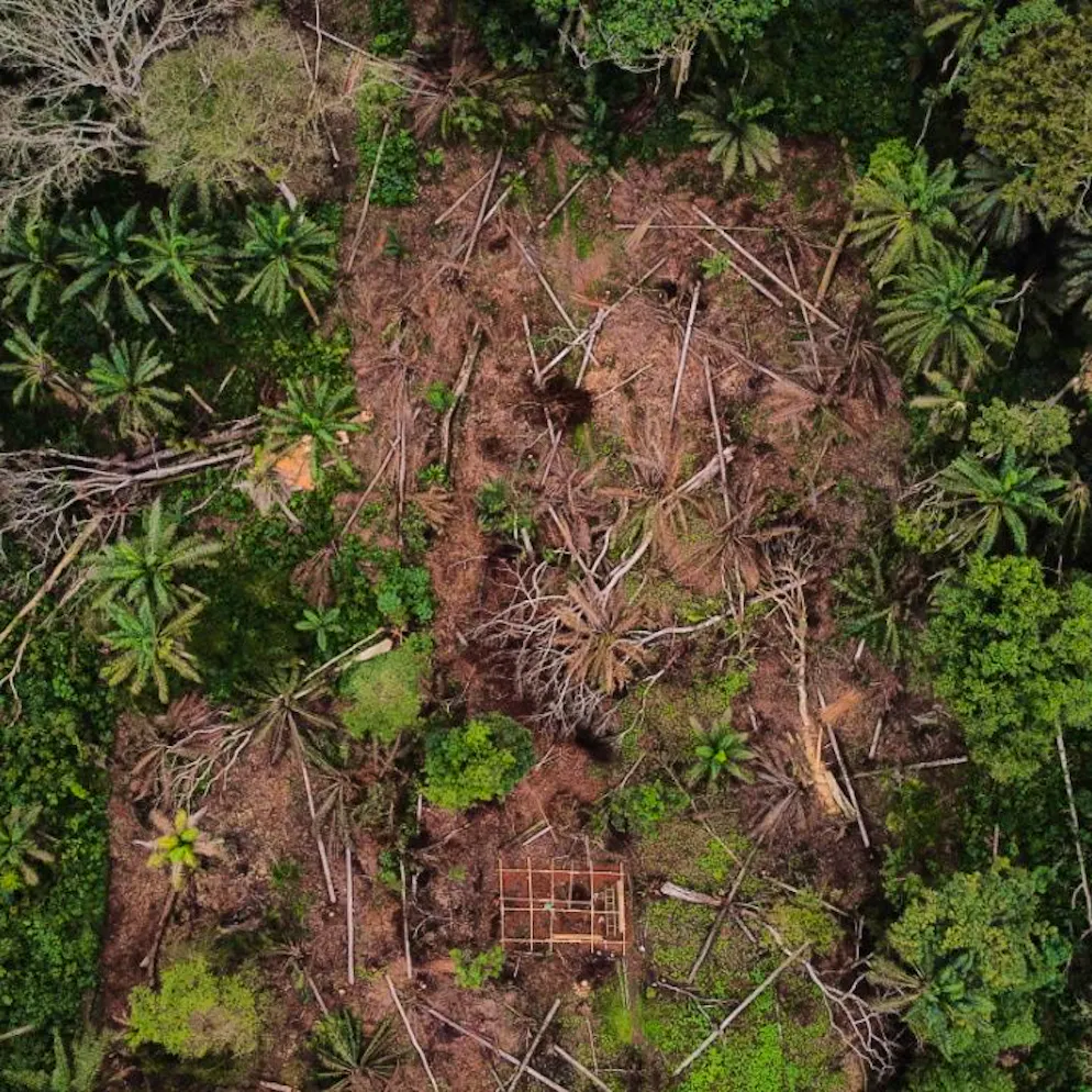 Vegetation wächst nach. Hoffnung für gerodete Regenwald-Flächen