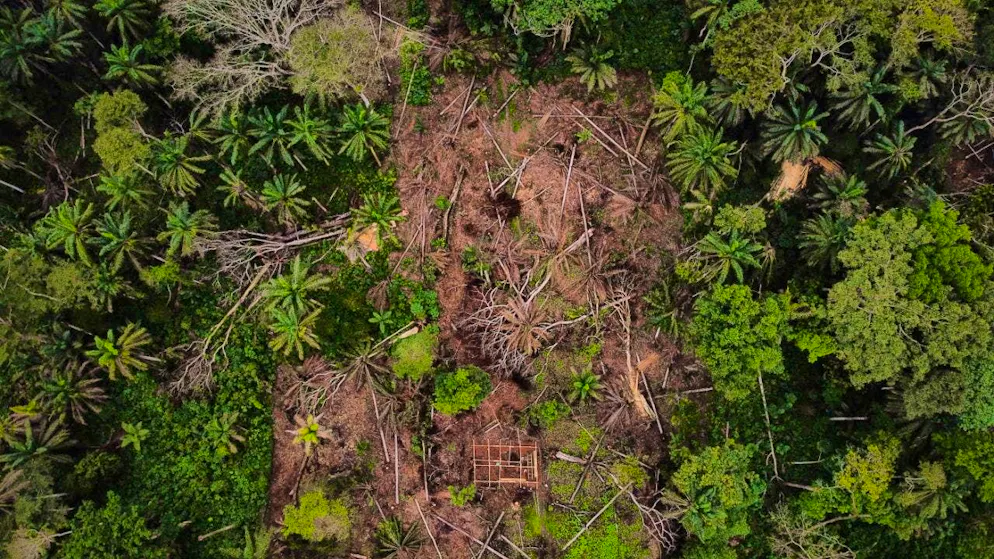 Good news for rainforests in Ecuador: even cleared areas can be revived. Trees and animals are returning. (symbolic image)