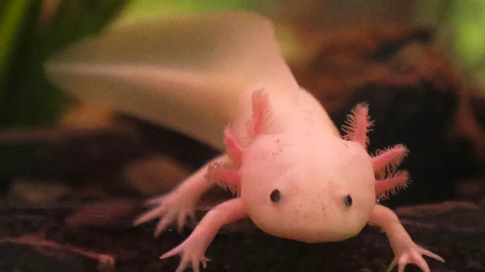 Hoffnung für die Medizin. Studie: Sauerstoff beeinflusst Regeneration von Gliedmassen