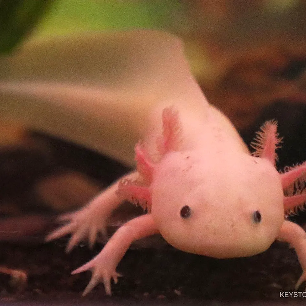 Hoffnung für die Medizin. Studie: Sauerstoff beeinflusst Regeneration von Gliedmassen