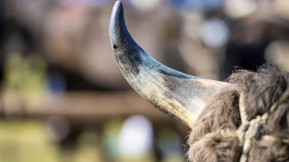 Vaud. Un toro uccide un operaio agricolo a Palézieux-Village